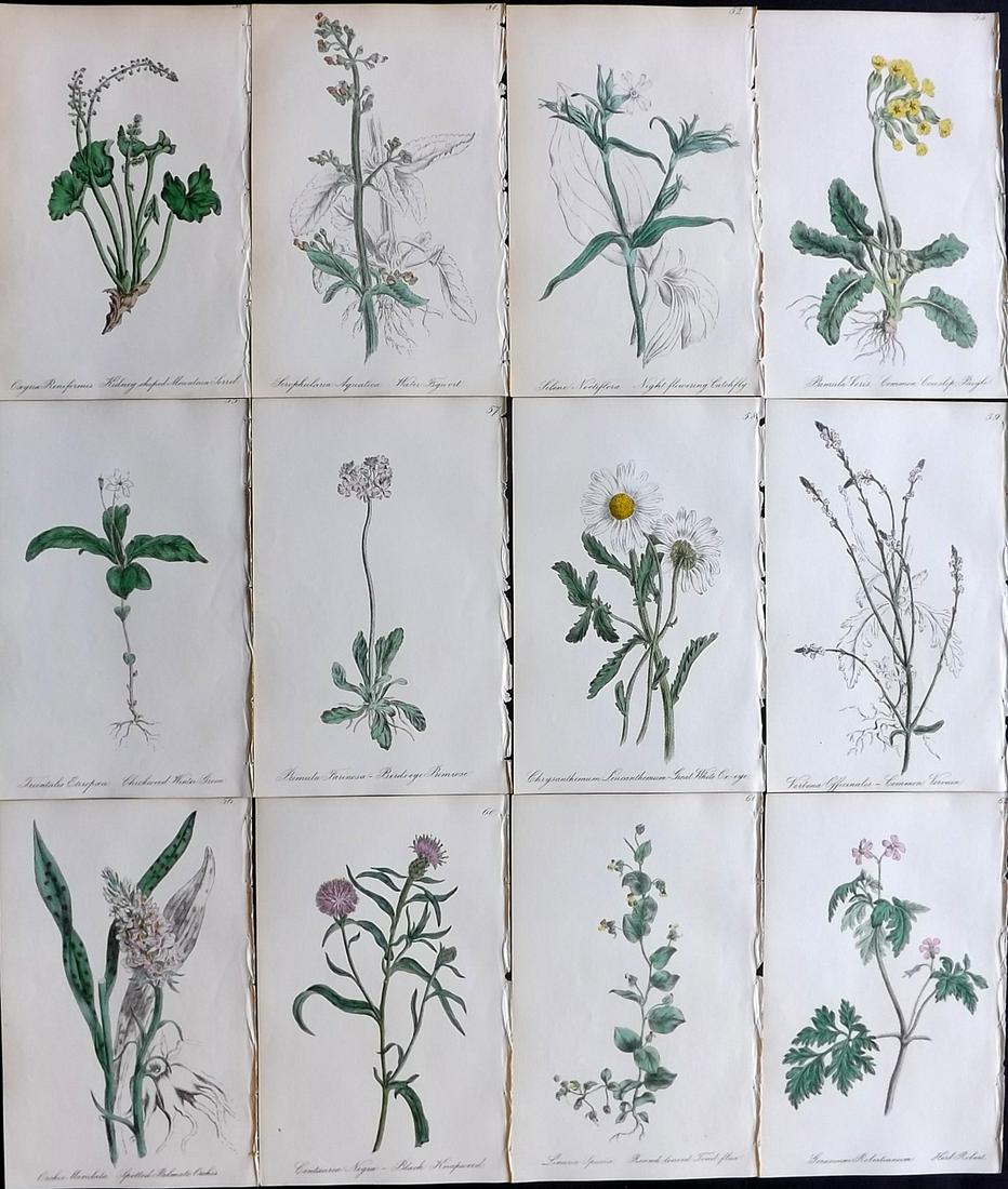 Hogg & Johnson C1870 Lot of 12 HCol Botanical Prints: Hand Coloured Lithographs Published 1863-1880, London for "The Wild Flowers of Great Britain" by Robert Hogg & George W. Johnson. Paper Size: 9 x 5.5 inch (23 x 14cm) Good Condition