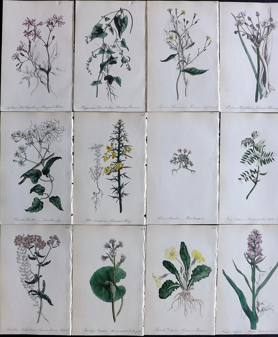 Hogg & Johnson C1870 Lot of 12 HCol Botanical Prints: Hand Coloured Lithographs Published 1863-1880, London for "The Wild Flowers of Great Britain" by Robert Hogg & George W. Johnson. Paper Size: 9 x 5.5 inch (23 x 14cm) Good Condition