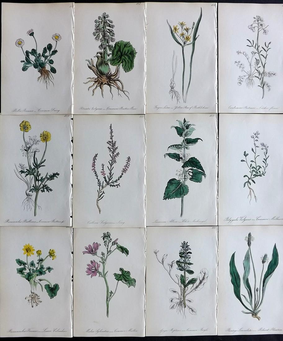 Hogg & Johnson C1870 Lot of 12 HCol Botanical Prints: Hand Coloured Lithographs Published 1863-1880, London for "The Wild Flowers of Great Britain" by Robert Hogg & George W. Johnson. Paper Size: 9 x 5.5 inch (23 x 14cm) Good Condition