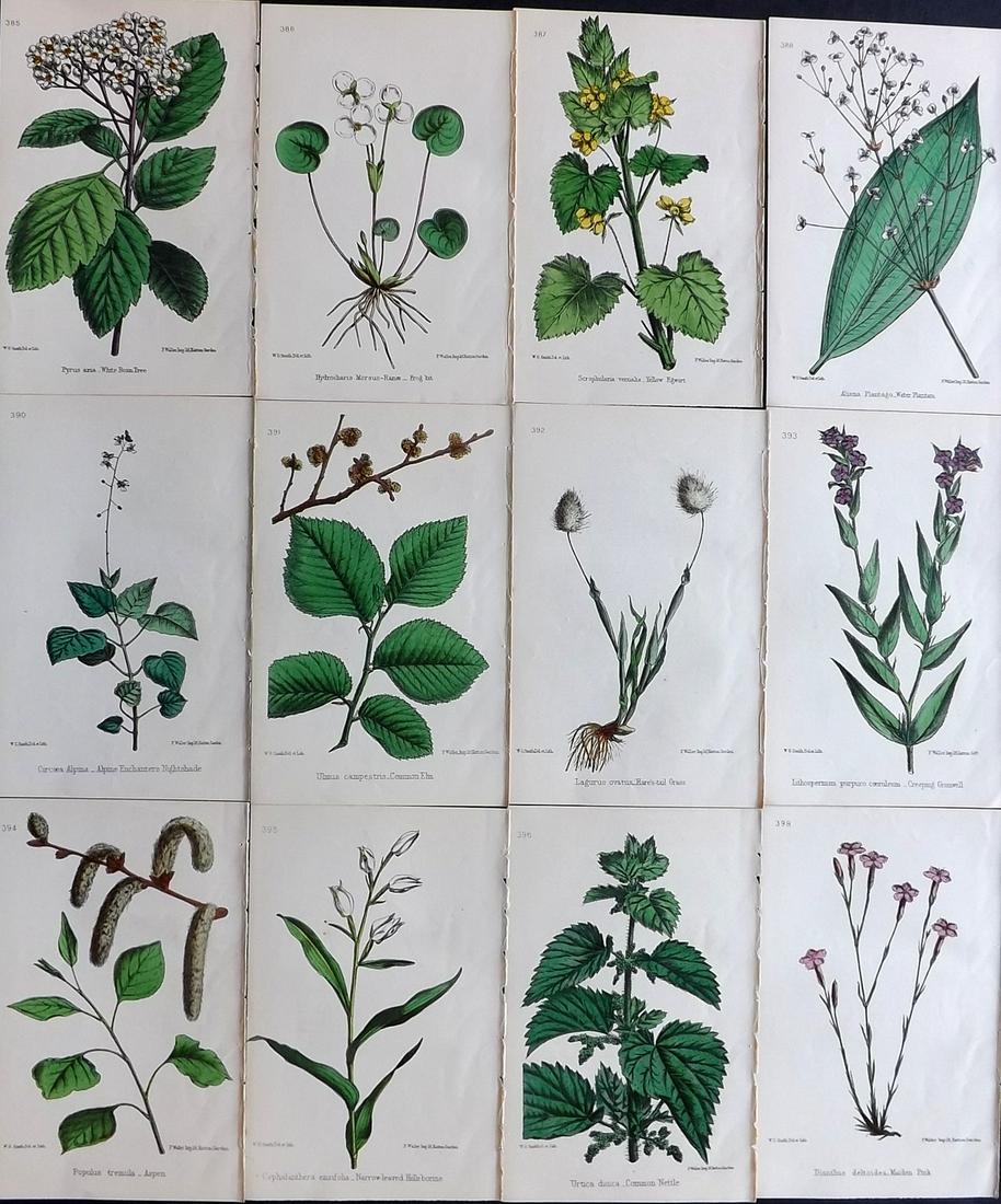 Hogg & Johnson C1870 Lot of 12 HCol Botanical Prints: Hand Coloured Lithographs Published 1863-1880, London for "The Wild Flowers of Great Britain" by Robert Hogg & George W. Johnson. Paper Size: 9 x 5.5 inch (23 x 14cm) Good Condition