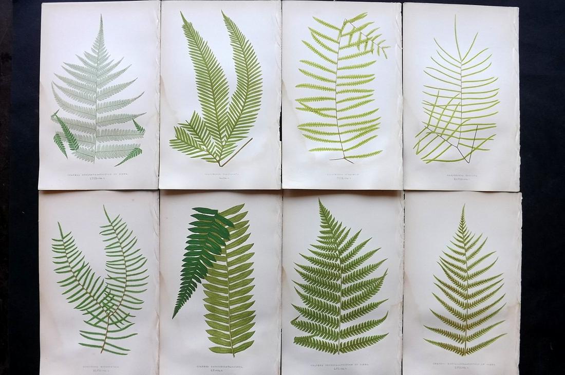 Lowe, Edward 1857 Lot of 8 Antique Fern Prints: Woodblocks Published 1856-62 by Groombridge and Sons, London for "Ferns: British and Exotic" by Edward Lowe. Illustrated by A.F. Lydon. Printed by Benjamin Fawcett. Paper Size: 10 x 6 inch (25 x 15cm)