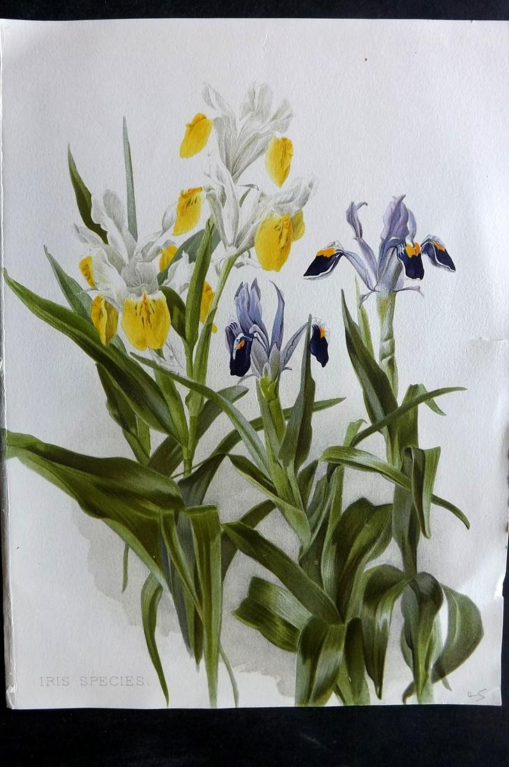 Moon, Henry 1905 Botanical Print. Iris Species (1 of 2)