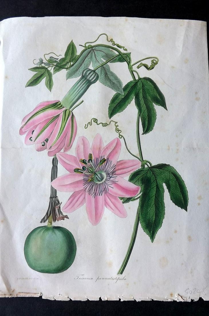 Paxton, Joseph 1834 HC Double Botanical. Passion Flower (1 of 2)