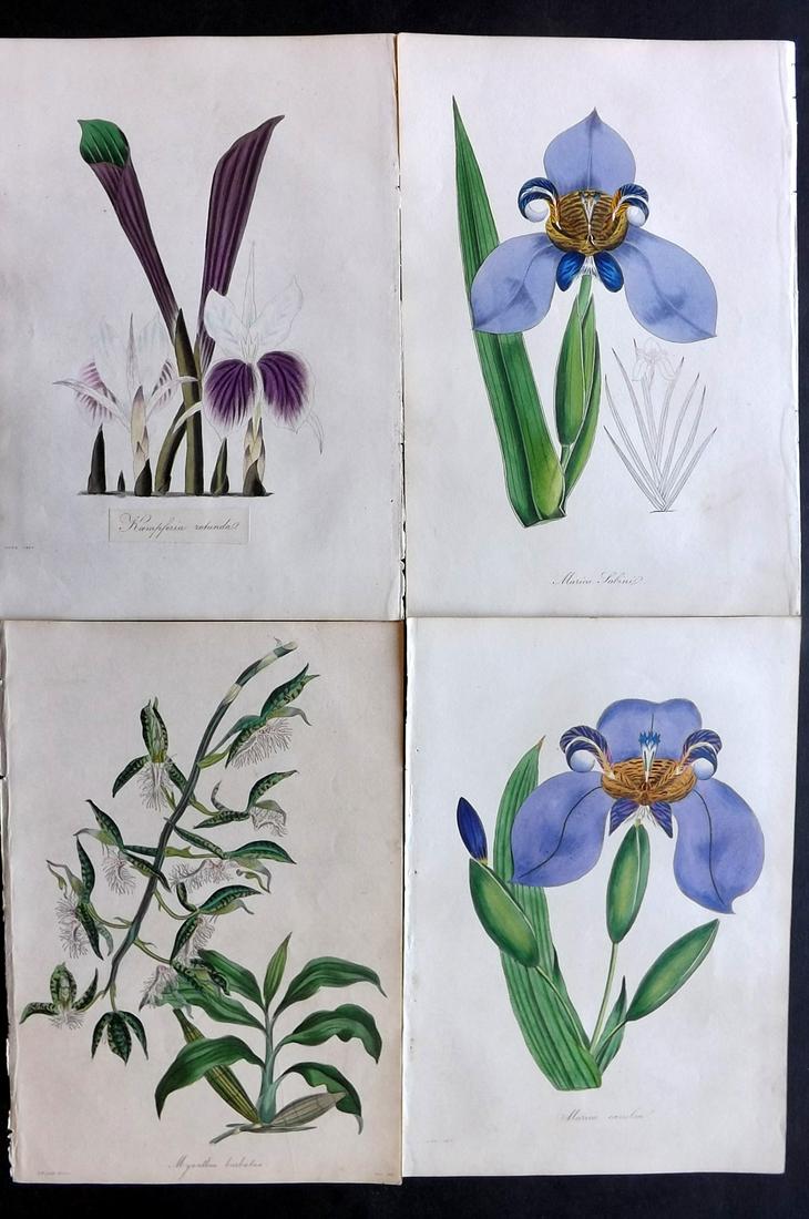 Paxton, Joseph 1835 Lot 4 HC Botanical Prints. Orchids (1 of 2)