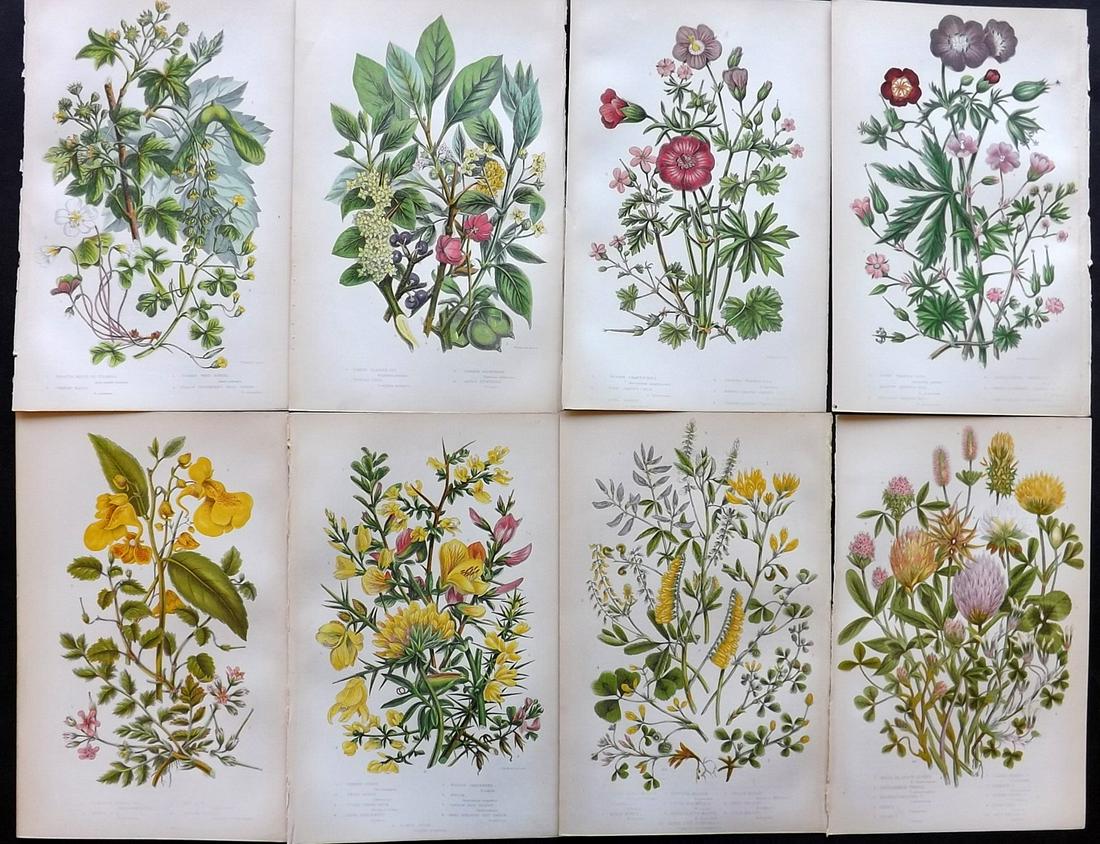 Pratt, Anne 1855 Lot of 8 Antique Botanical Prints: Color Printed Woodblocks Published 1855, London for "The Flowering Plants and Ferns of Great Britain" First Edition by Anne Pratt. Paper Size: 9 x 5.5 inch (23 x 14cm) Good Condition