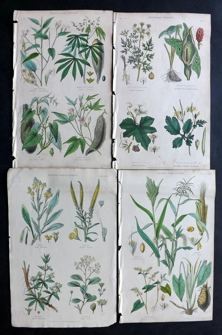 Rhind, William 1862 Lot of 4 Hand Col Botanical Prints (1 of 2)