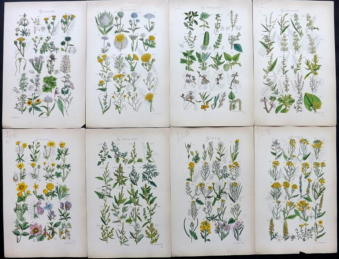 Sowerby & Johnson 1862 Lot of 8 HCol Botanical Prints (1 of 2)