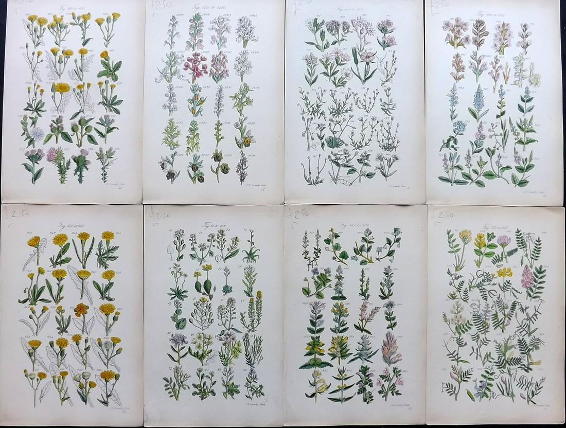 Sowerby & Johnson 1862 Lot of 8 HCol Botanical Prints (1 of 2)