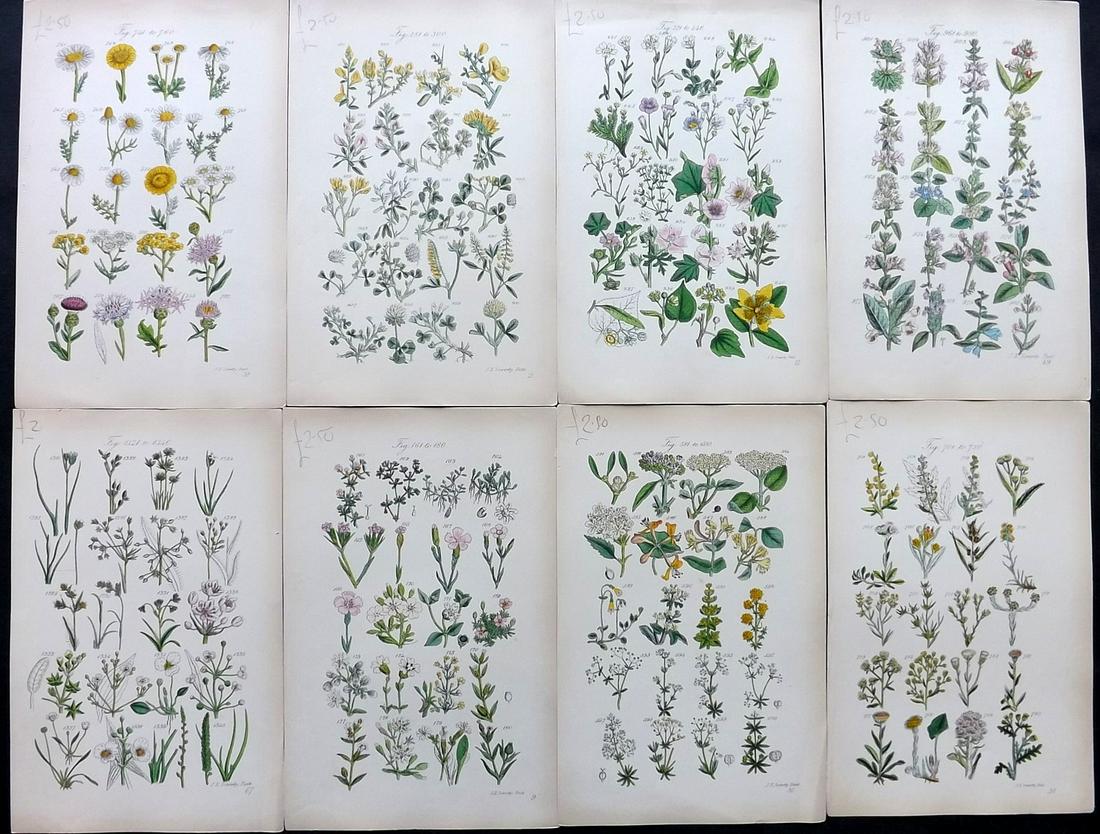 Sowerby & Johnson 1862 Lot of 8 HCol Botanical Prints (1 of 2)