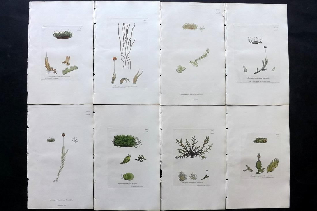 Sowerby, James 1846 Lot of 8 Hand Col Moss Prints: Full Hand Colored Etchings Published London, 1832-46 for "English Botany; or, Coloured Figures of British Plants…" Second Edition by James Sowerby and Edward Smith. Paper Size: 9 x 5.5 inch (23 x 14