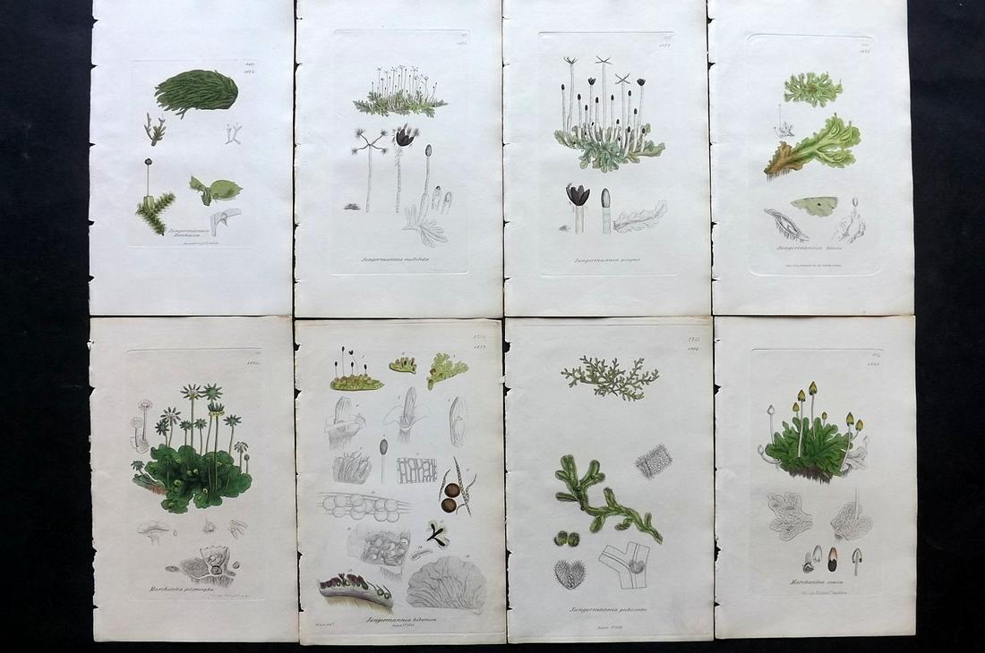 Sowerby, James 1846 Lot of 8 Part Hand Col Moss Prints: Partial Hand Colored Etchings only (As issued) Published London, 1832-46 for "English Botany; or, Coloured Figures of British Plants…" Second Edition by James Sowerby and Edward Smith. Paper Size: 9