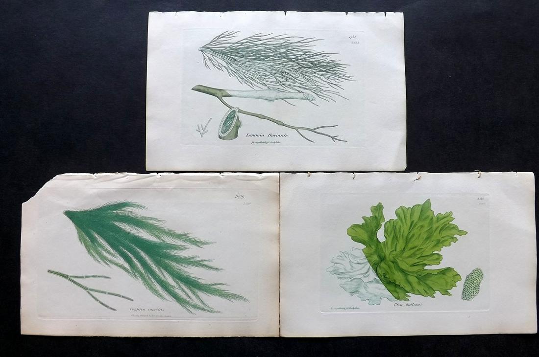 Sowerby, James 1846 Lot of 3 HCol Green Seaweed Prints: Full Hand Colored Etchings Published London, 1832-46 for "English Botany; or, Coloured Figures of British Plants…" Second Edition by James Sowerby and Edward Smith. Paper Size: 9 x 5.5 inch (23 x 14