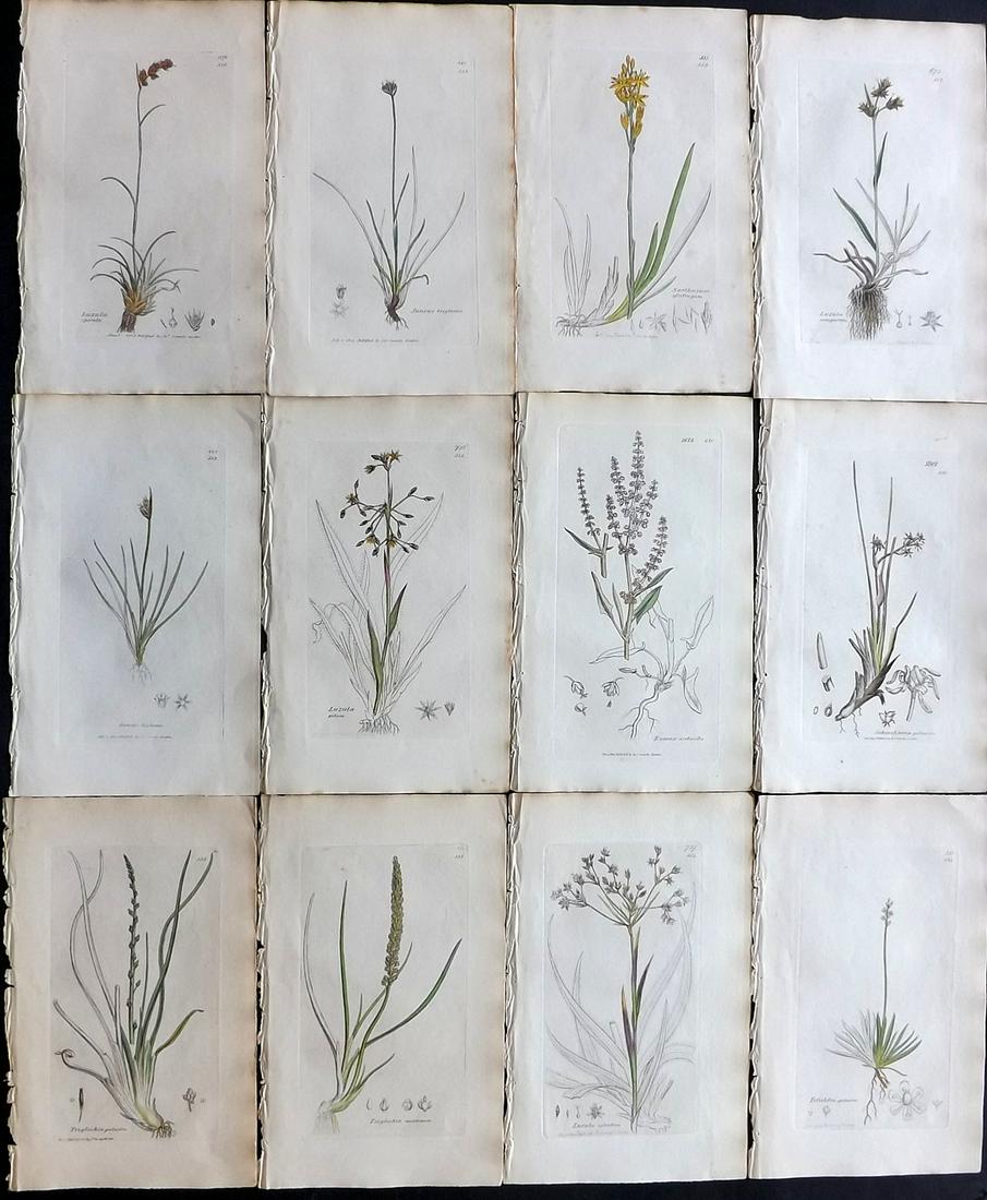 Sowerby, James 1836 Lot of 12 Part HCol Botanical: Partial Hand Coloured Etchings only (as issued) Published London, 1832-46 for "English Botany; or, Coloured Figures of British Plants…" Second Edition by James Sowerby and Edward Smith. Paper Size: 