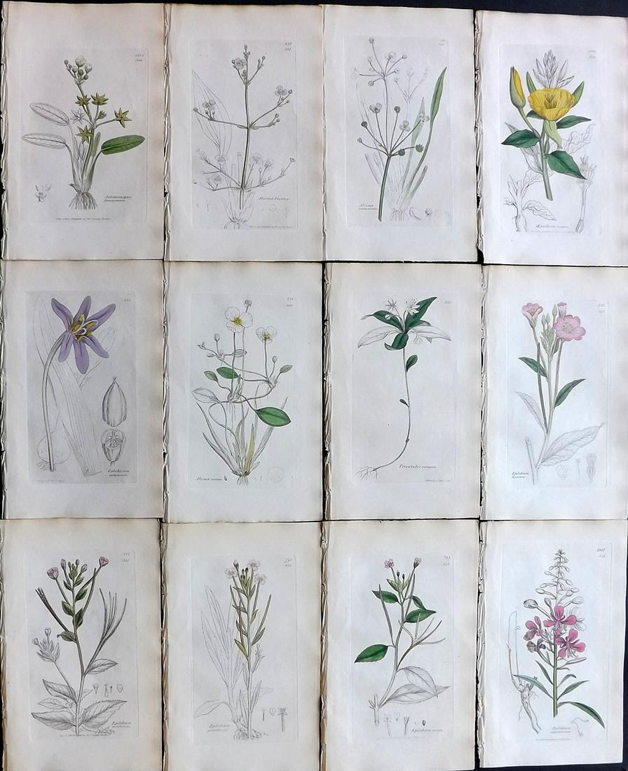 Sowerby, James 1836 Lot of 12 Part HCol Botanical: Partial Hand Coloured Etchings only (as issued) Published London, 1832-46 for "English Botany; or, Coloured Figures of British Plants…" Second Edition by James Sowerby and Edward Smith. Paper Size: 