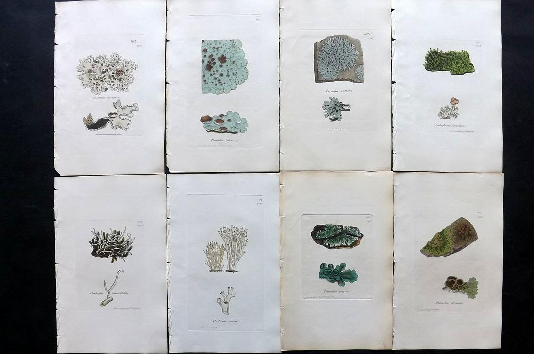 Sowerby, James 1846 Lot of 8 Hand Col Prints. Lichens: Full Hand Colored Etchings Published London, 1832-46 for "English Botany; or, Coloured Figures of British Plants…" Second Edition by James Sowerby and Edward Smith. Paper Size: 9 x 5.5 inch (23 x 14