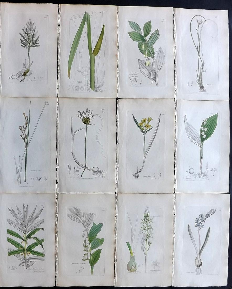 Sowerby, James 1836 Lot of 12 Part HCol Botanical: Partial Hand Coloured Etchings only (as issued) Published London, 1832-46 for "English Botany; or, Coloured Figures of British Plants…" Second Edition by James Sowerby and Edward Smith. Paper Size: 