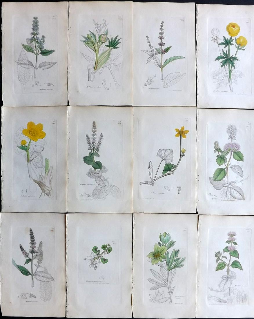 Sowerby, James 1836 Lot of 12 Part HCol Botanical: Partial Hand Coloured Etchings only (as issued) Published London, 1832-46 for "English Botany; or, Coloured Figures of British Plants…" Second Edition by James Sowerby and Edward Smith. Paper Size: 