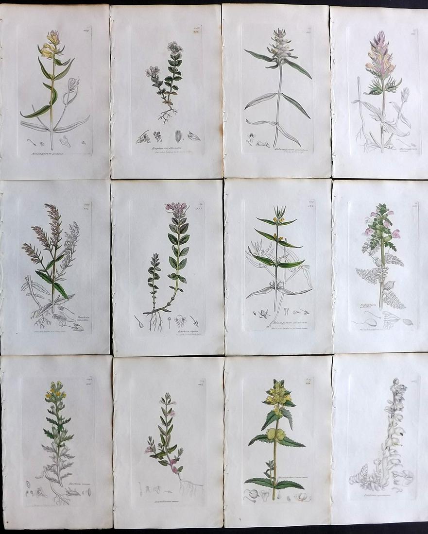 Sowerby, James 1836 Lot of 12 Part HCol Botanical: Partial Hand Coloured Etchings only (as issued) Published London, 1832-46 for "English Botany; or, Coloured Figures of British Plants…" Second Edition by James Sowerby and Edward Smith. Paper Size: 
