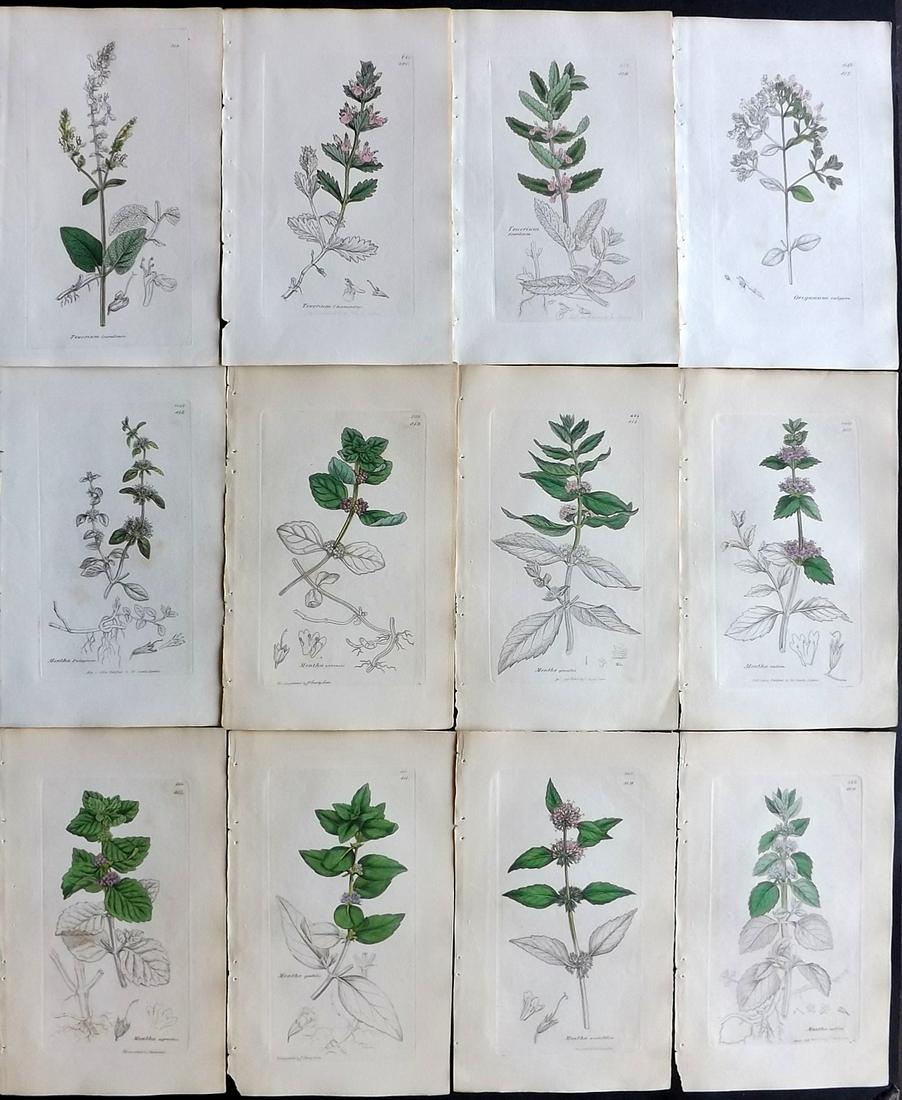 Sowerby, James 1836 Lot of 12 Part HCol Botanical: Partial Hand Coloured Etchings only (as issued) Published London, 1832-46 for "English Botany; or, Coloured Figures of British Plants…" Second Edition by James Sowerby and Edward Smith. Paper Size: 