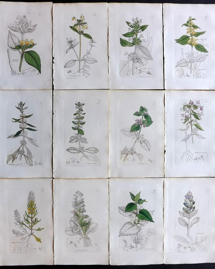 Sowerby, James 1836 Lot of 12 Part HCol Botanical: Partial Hand Coloured Etchings only (as issued) Published London, 1832-46 for "English Botany; or, Coloured Figures of British Plants…" Second Edition by James Sowerby and Edward Smith. Paper Size: 
