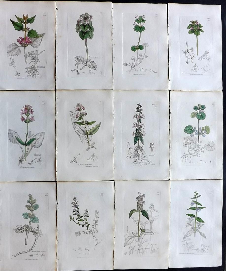 Sowerby, James 1836 Lot of 12 Part HCol Botanical: Partial Hand Coloured Etchings only (as issued) Published London, 1832-46 for "English Botany; or, Coloured Figures of British Plants…" Second Edition by James Sowerby and Edward Smith. Paper Size: 