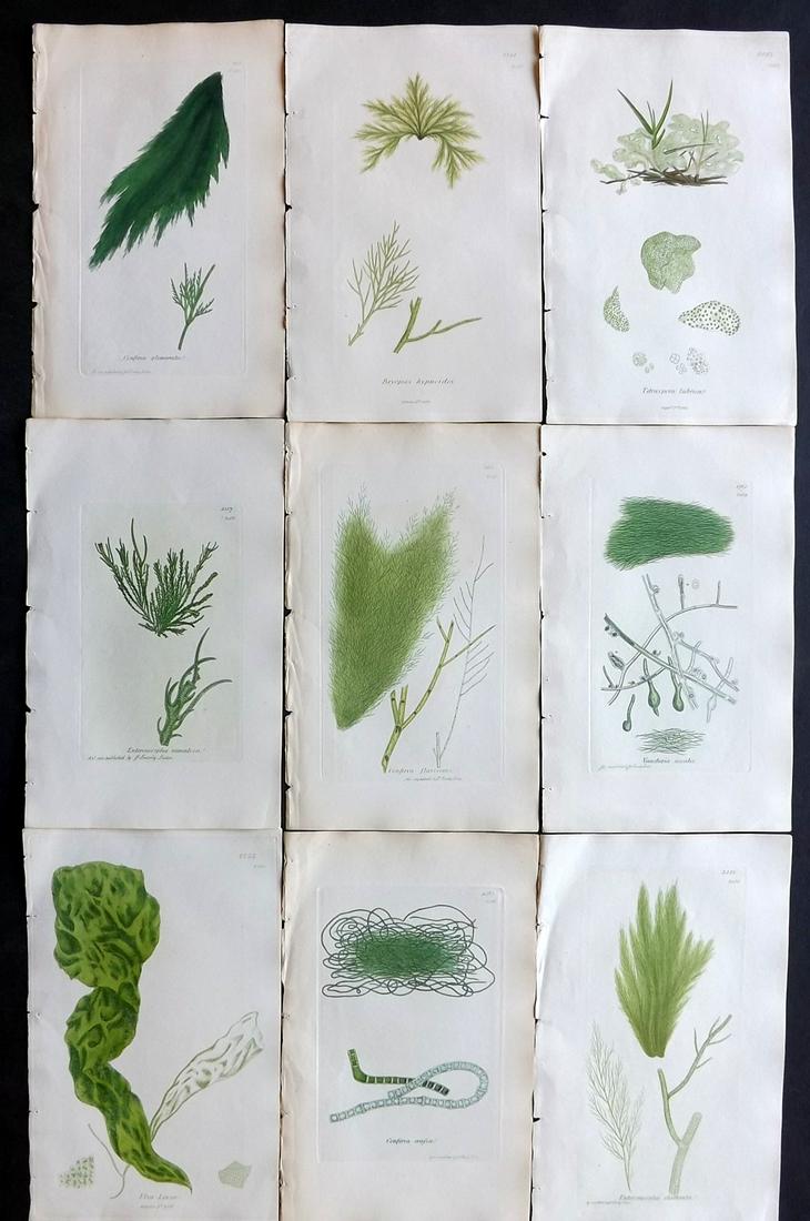 Sowerby, James 1846 Lot of 9 HCol Green Seaweed Prints: Full Hand Colored Etchings Published London, 1832-46 for "English Botany; or, Coloured Figures of British Plants…" Second Edition by James Sowerby and Edward Smith. Paper Size: 9 x 5.5 inch (23 x 14