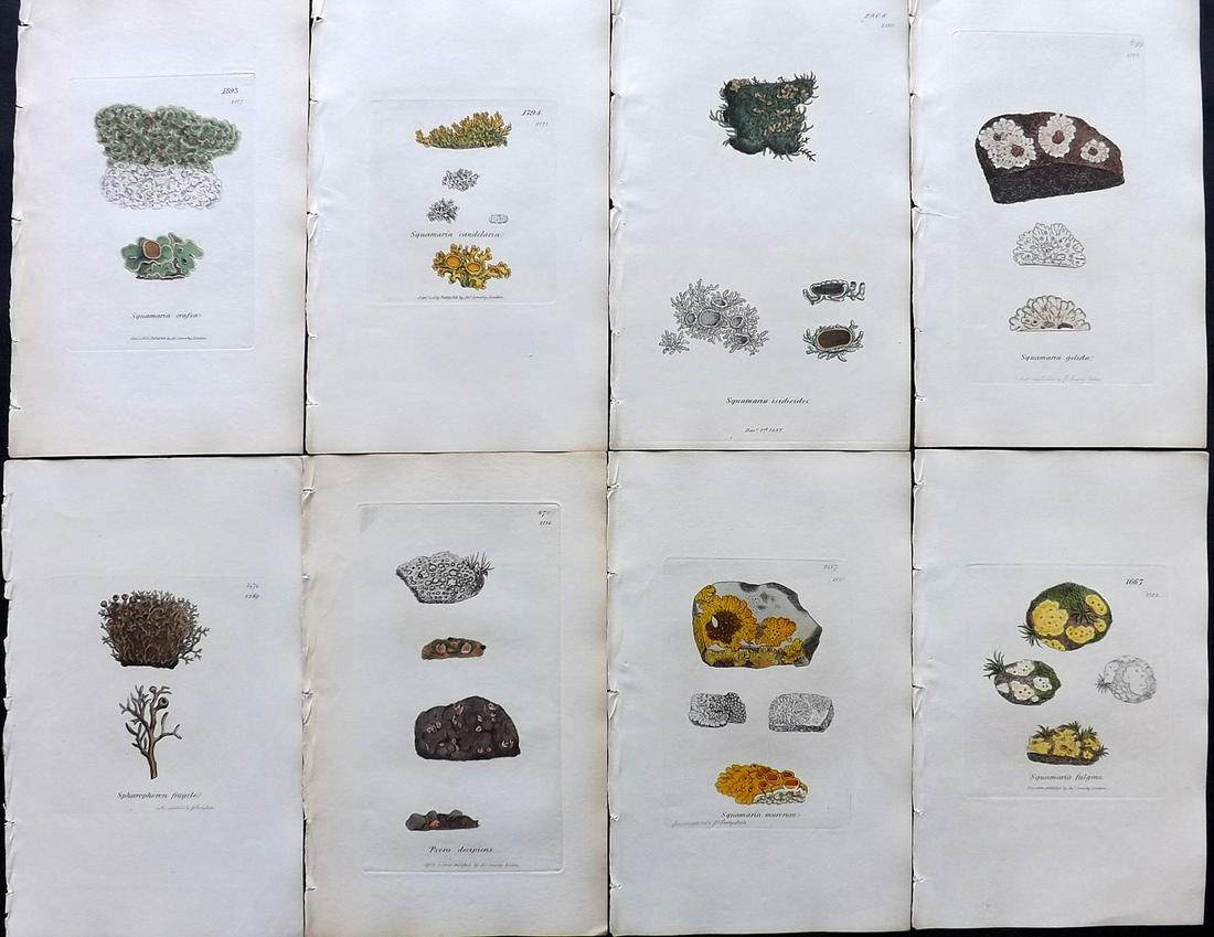 Sowerby, James 1846 Lot of 8 Part Hand Col Prints.: Partial Hand Coloured Etchings only (as issued) Published London, 1832-46 for "English Botany; or, Coloured Figures of British Plants…" Second Edition by James Sowerby and Edward Smith. Paper Size: 