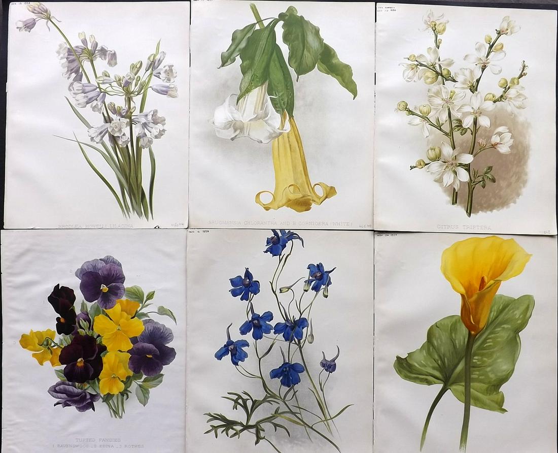 The Garden C1890 Lot of 6 Botanical Prints: Chromolithographs Published 1872-1927, London for "The Garden. An Illustrated Weekly Journal of Horticulture in all its Branches" Edited by William Robinson and others. Paper Size: 11.5 x 9 inch (29 x