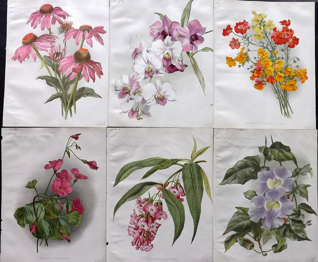 The Garden C1890 Lot of 6 Botanical Prints: Chromolithographs Published 1872-1927, London for "The Garden. An Illustrated Weekly Journal of Horticulture in all its Branches" Edited by William Robinson and others. Paper Size: 11.5 x 9 inch (29 x