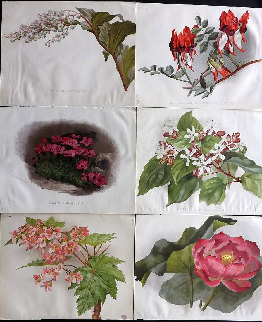 The Garden C1890 Lot of 6 Botanical Prints: Chromolithographs Published 1872-1927, London for "The Garden. An Illustrated Weekly Journal of Horticulture in all its Branches" Edited by William Robinson and others. Paper Size: 11.5 x 9 inch (29 x