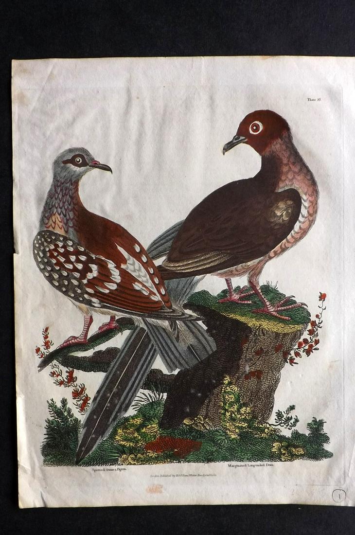 Buffon & Smellie C1821 HC Bird Print. Pigeons & Doves (1 of 2)