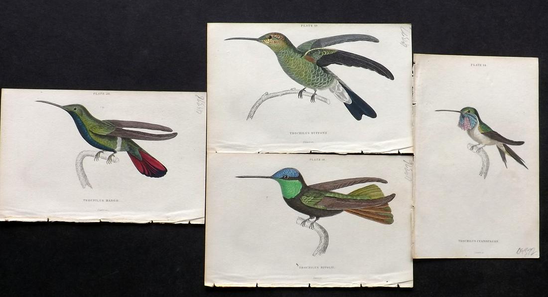 Jardine, William C1840 Lot of 4 HC Hummingbird Prints (1 of 2)