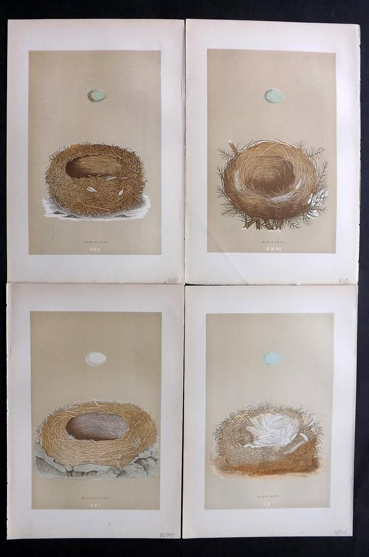 Morris, Francis 1896 Lot of 4 Antique Bird Nest Prints: Woodblocks Published 1896 by John C. Nimmo, London for "A Natural History of the Nests and Eggs of British Birds" By the Rev. Francis Orpen Morris, printed Benjamin Fawcett. Printed in colours and fin