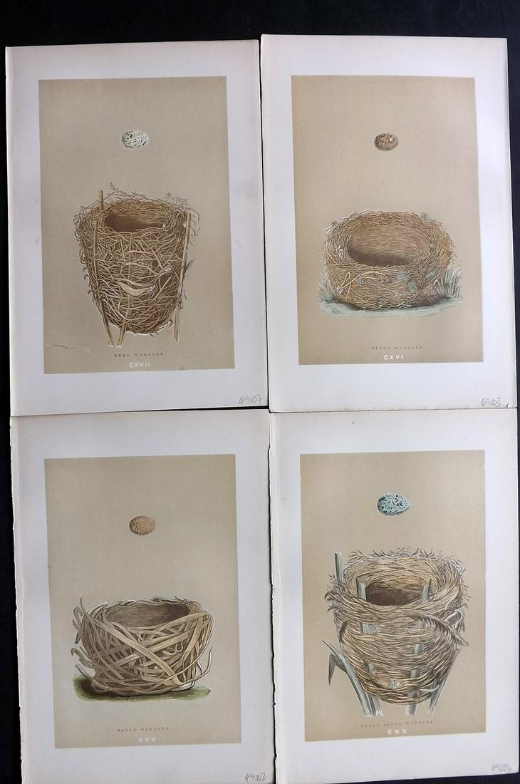 Morris, Francis 1896 Lot of 4 Antique Bird Nest Prints: Woodblocks Published 1896 by John C. Nimmo, London for "A Natural History of the Nests and Eggs of British Birds" By the Rev. Francis Orpen Morris, printed Benjamin Fawcett. Printed in colours and fin