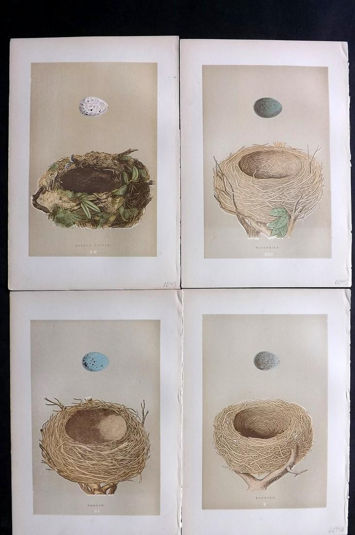 Morris, Francis 1896 Lot of 4 Antique Bird Nest Prints: Woodblocks Published 1896 by John C. Nimmo, London for "A Natural History of the Nests and Eggs of British Birds" By the Rev. Francis Orpen Morris, printed Benjamin Fawcett. Printed in colours and fin