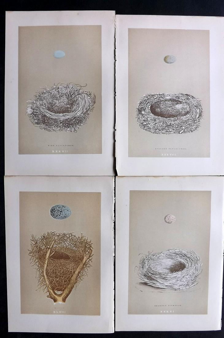 Morris, Francis 1896 Lot of 4 Antique Bird Nest Prints: Woodblocks Published 1896 by John C. Nimmo, London for "A Natural History of the Nests and Eggs of British Birds" By the Rev. Francis Orpen Morris, printed Benjamin Fawcett. Printed in colours and fin