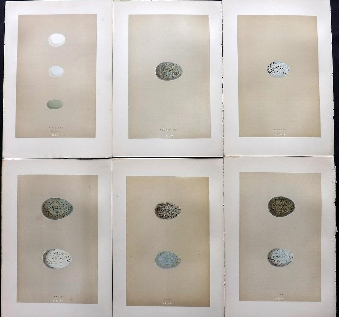 Morris, Francis 1896 Lot of 6 Antique Bird Egg Prints: Woodblocks Published 1896 by John C. Nimmo, London for "A Natural History of the Nests and Eggs of British Birds" By the Rev. Francis Orpen Morris, printed Benjamin Fawcett. Printed in colours and fin