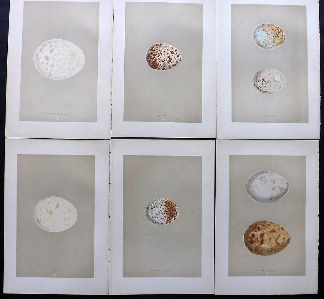 Morris, Francis 1896 Lot of 6 Antique Bird Egg Prints: Woodblocks Published 1896 by John C. Nimmo, London for "A Natural History of the Nests and Eggs of British Birds" By the Rev. Francis Orpen Morris, printed Benjamin Fawcett. Printed in colours and fin