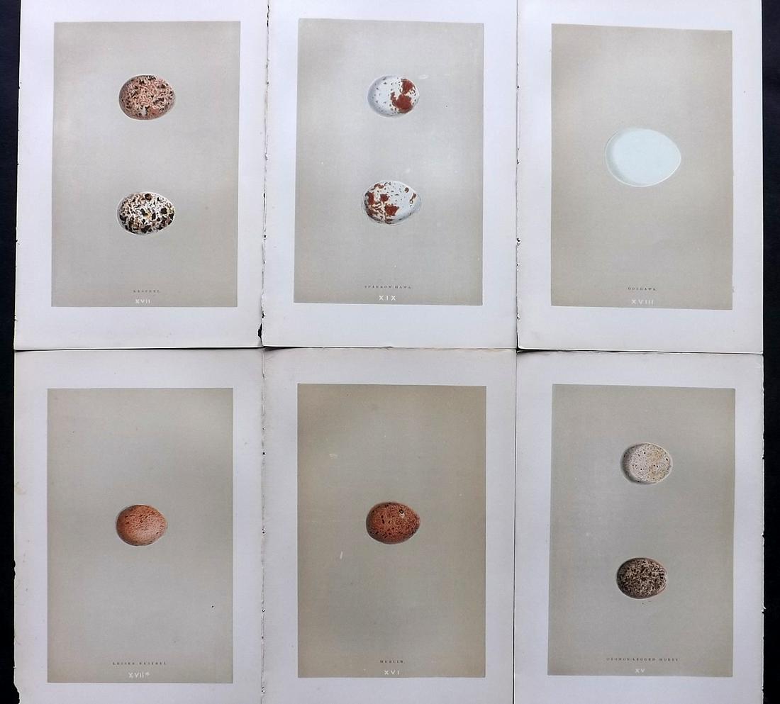 Morris, Francis 1896 Lot of 6 Antique Bird Egg Prints: Woodblocks Published 1896 by John C. Nimmo, London for "A Natural History of the Nests and Eggs of British Birds" By the Rev. Francis Orpen Morris, printed Benjamin Fawcett. Printed in colours and fin