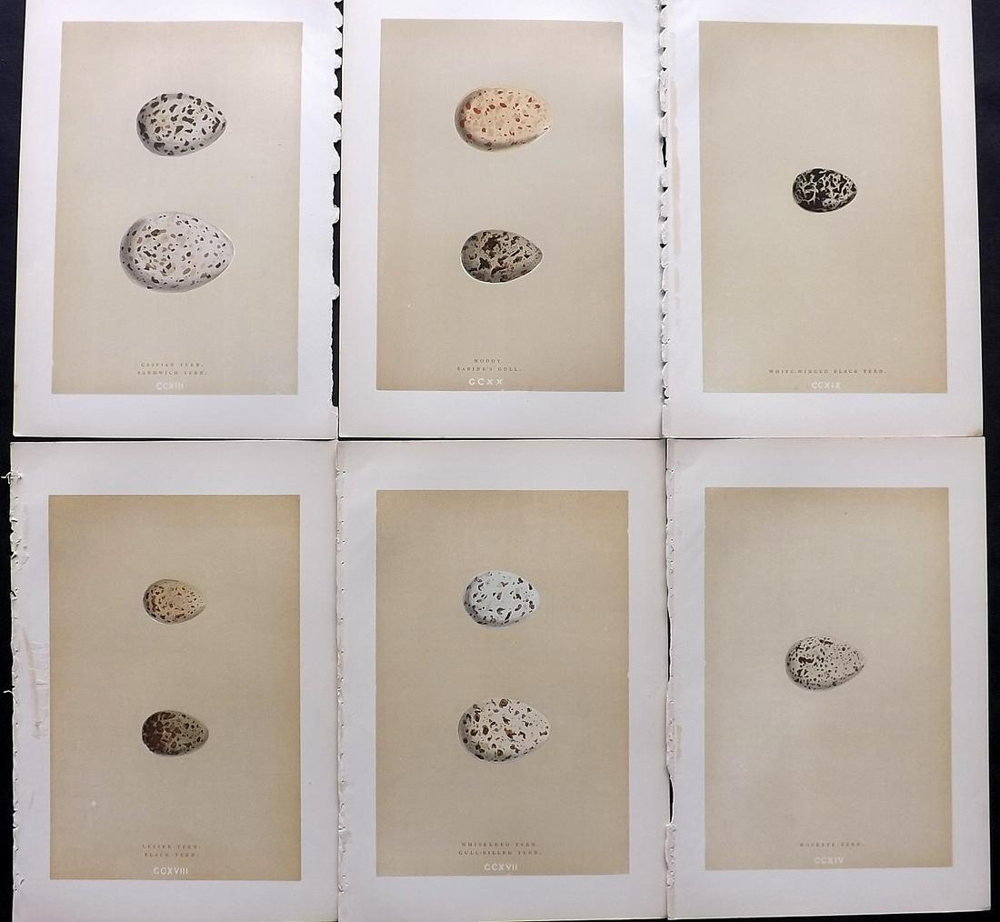 Morris, Francis 1896 Lot of 6 Antique Bird Egg Prints: Woodblocks Published 1896 by John C. Nimmo, London for "A Natural History of the Nests and Eggs of British Birds" By the Rev. Francis Orpen Morris, printed Benjamin Fawcett. Printed in colours and fin