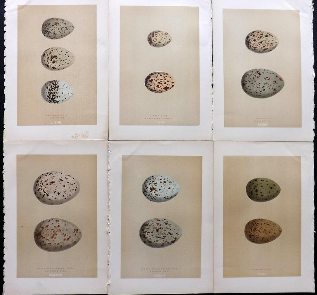 Morris, Francis 1896 Lot of 6 Antique Bird Egg Prints: Woodblocks Published 1896 by John C. Nimmo, London for "A Natural History of the Nests and Eggs of British Birds" By the Rev. Francis Orpen Morris, printed Benjamin Fawcett. Printed in colours and fin
