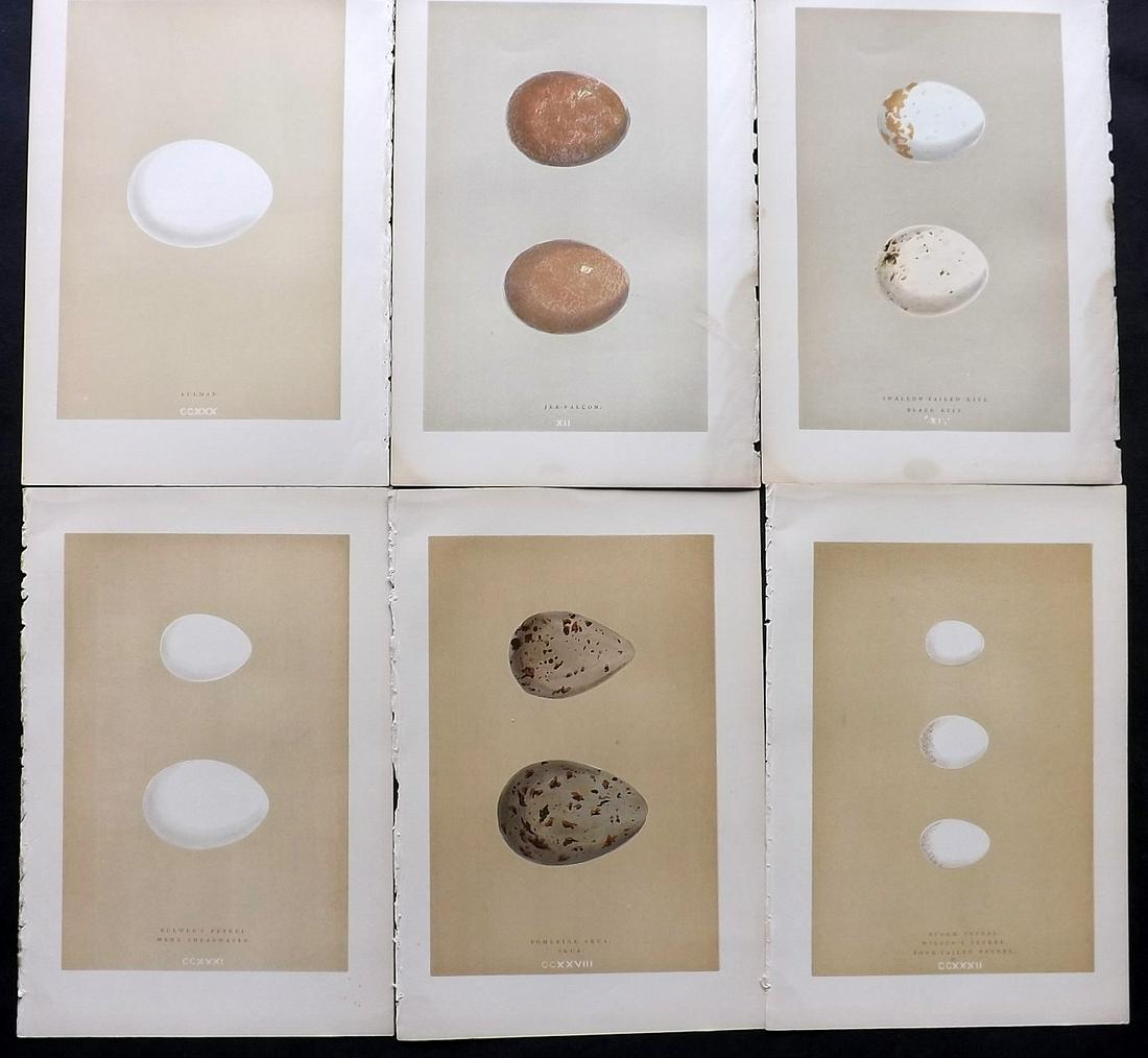 Morris, Francis 1896 Lot of 6 Antique Bird Egg Prints: Woodblocks Published 1896 by John C. Nimmo, London for "A Natural History of the Nests and Eggs of British Birds" By the Rev. Francis Orpen Morris, printed Benjamin Fawcett. Printed in colours and fin