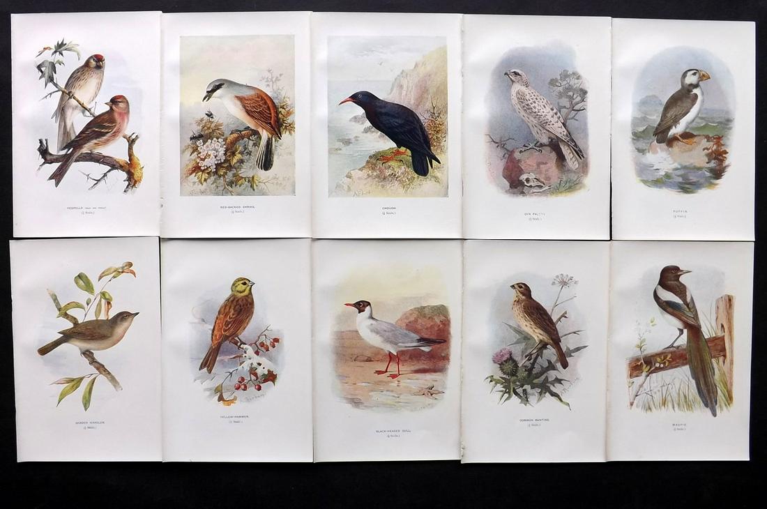 Swaysland, Walter 1901 Lot of 10 Antique Bird Prints (1 of 2)