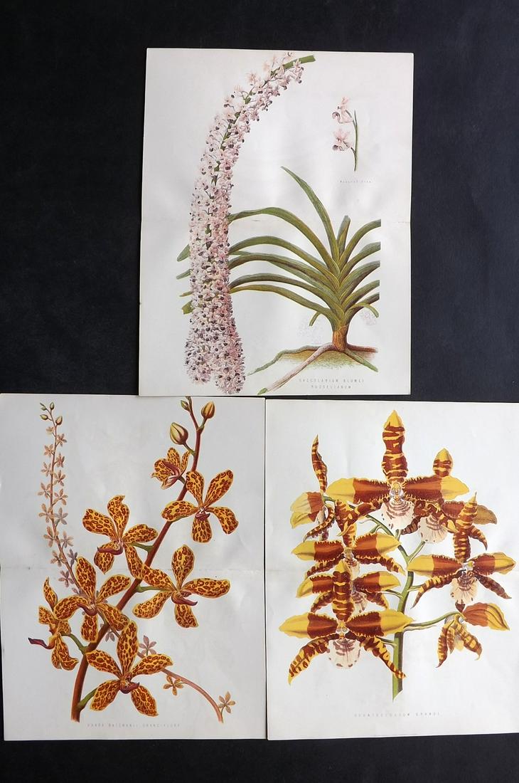 Anderson, James 1874 Lot of 3 Folio Orchid Prints (1 of 2)