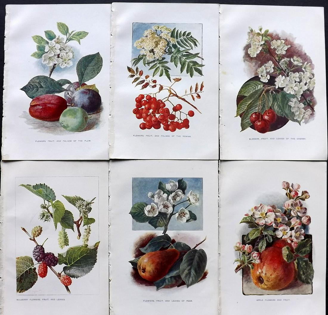 Boulger, George 1907 Lot of 6 Fruit Prints (1 of 2)