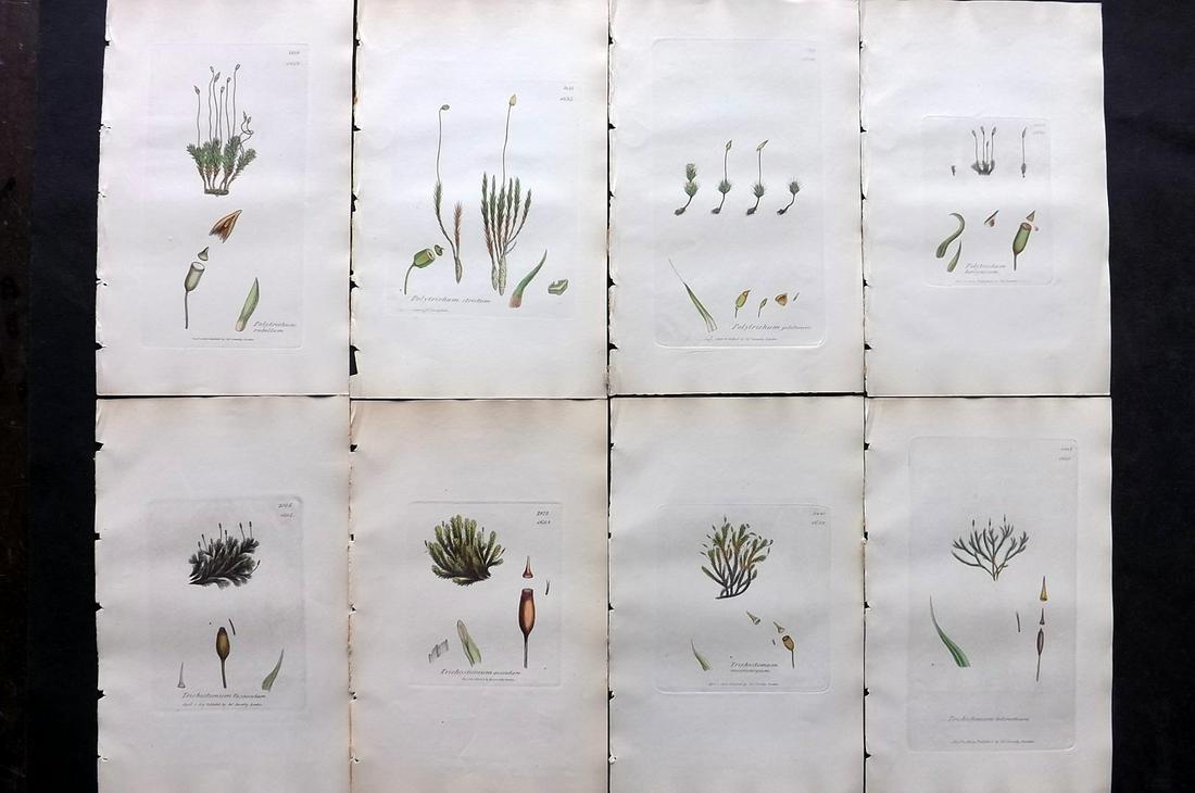 Sowerby, James C1840 Lot of 8 Hand Col Moss Prints: Full Hand Colored Etchings Published London, 1832-46 for "English Botany; or, Coloured Figures of British Plants…" Second Edition by James Sowerby and Edward Smith. Paper Size: 9 x 5.5 inch (23 x 14