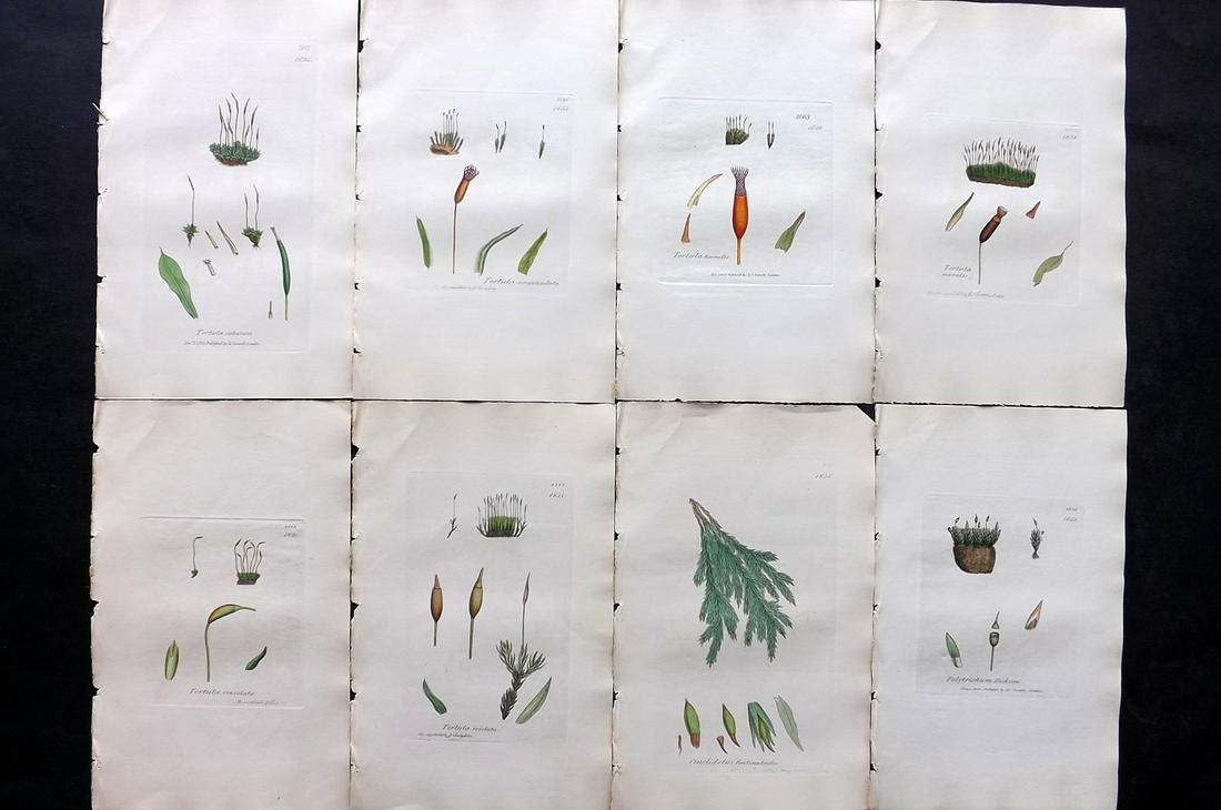 Sowerby, James C1840 Lot of 8 Hand Col Moss Prints: Full Hand Colored Etchings Published London, 1832-46 for "English Botany; or, Coloured Figures of British Plants…" Second Edition by James Sowerby and Edward Smith. Paper Size: 9 x 5.5 inch (23 x 14