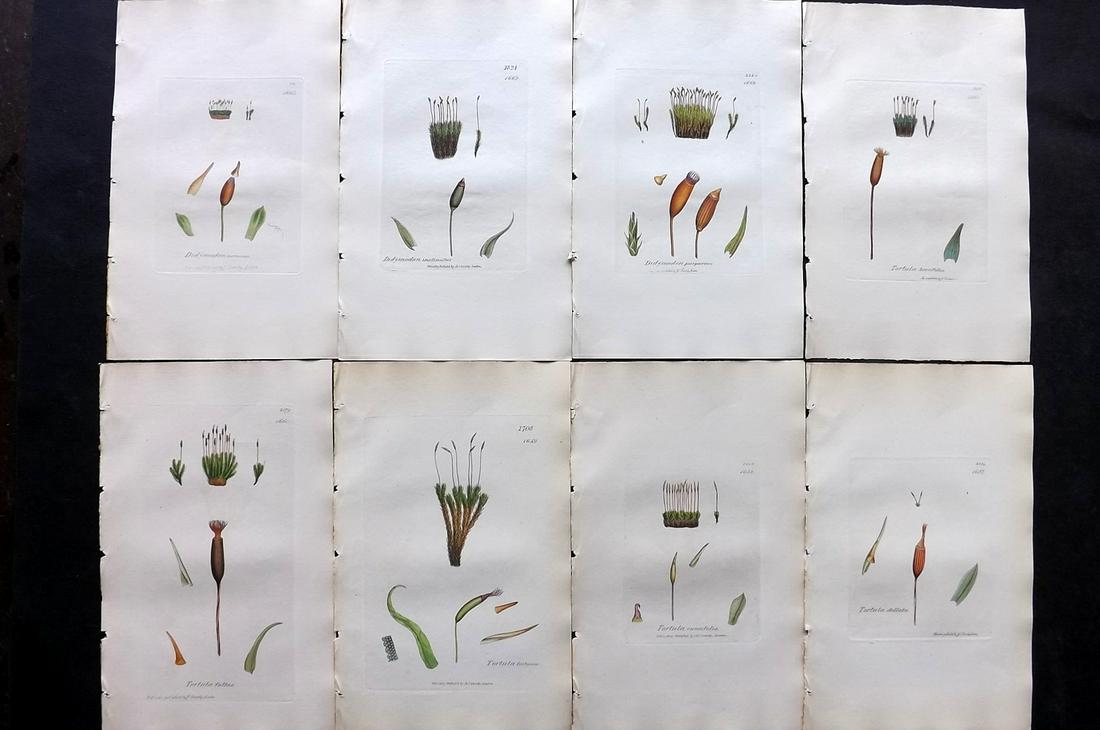 Sowerby, James C1840 Lot of 8 Hand Col Moss Prints: Full Hand Colored Etchings Published London, 1832-46 for "English Botany; or, Coloured Figures of British Plants…" Second Edition by James Sowerby and Edward Smith. Paper Size: 9 x 5.5 inch (23 x 14