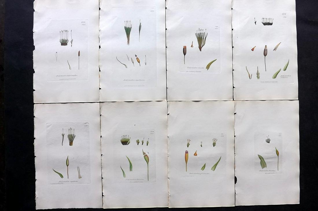 Sowerby, James C1840 Lot of 8 Hand Col Moss Prints: Full Hand Colored Etchings Published London, 1832-46 for "English Botany; or, Coloured Figures of British Plants…" Second Edition by James Sowerby and Edward Smith. Paper Size: 9 x 5.5 inch (23 x 14