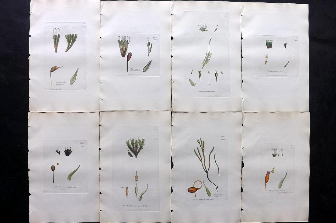 Sowerby, James C1840 Lot of 8 Hand Col Moss Prints: Full Hand Colored Etchings Published London, 1832-46 for "English Botany; or, Coloured Figures of British Plants…" Second Edition by James Sowerby and Edward Smith. Paper Size: 9 x 5.5 inch (23 x 14